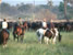 Horse riding in Okavango - Botswana 